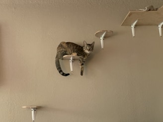 A brown tabby cat is perched on a small wall-mounted platform, which is one of several arranged vertically on a plain wall. The cat appears relaxed and is staring directly at the camera. Above the cat are more platforms, with another cat lying on the top platform.