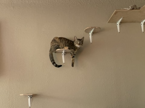 A brown tabby cat is perched on a small wall-mounted platform, which is one of several arranged vertically on a plain wall. The cat appears relaxed and is staring directly at the camera. Above the cat are more platforms, with another cat lying on the top platform.