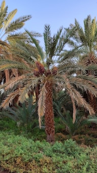 A tall palm tree with clusters of ripe dates on its branches. The tree is surrounded by lush green foliage, and the clear blue sky is visible in the background.
