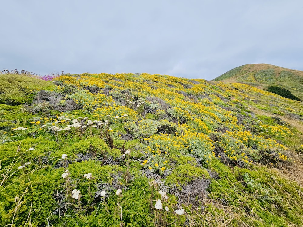 a hill covered in lots of green and yellow flowers