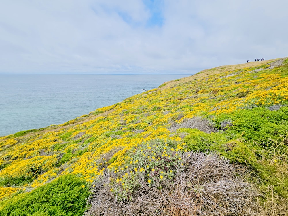 a grassy hill with yellow flowers on the side of it