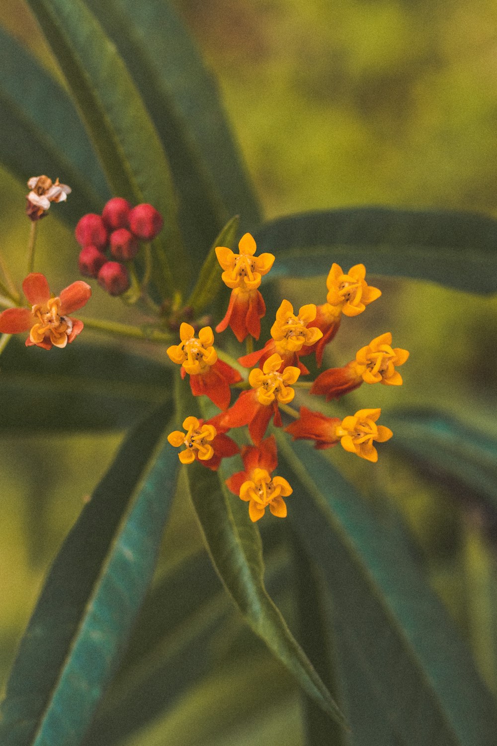 a close up of a flower on a plant