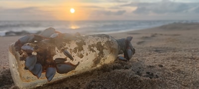 Island Tide bourbon bottle resting on a weathered dock overlooking the ocean.