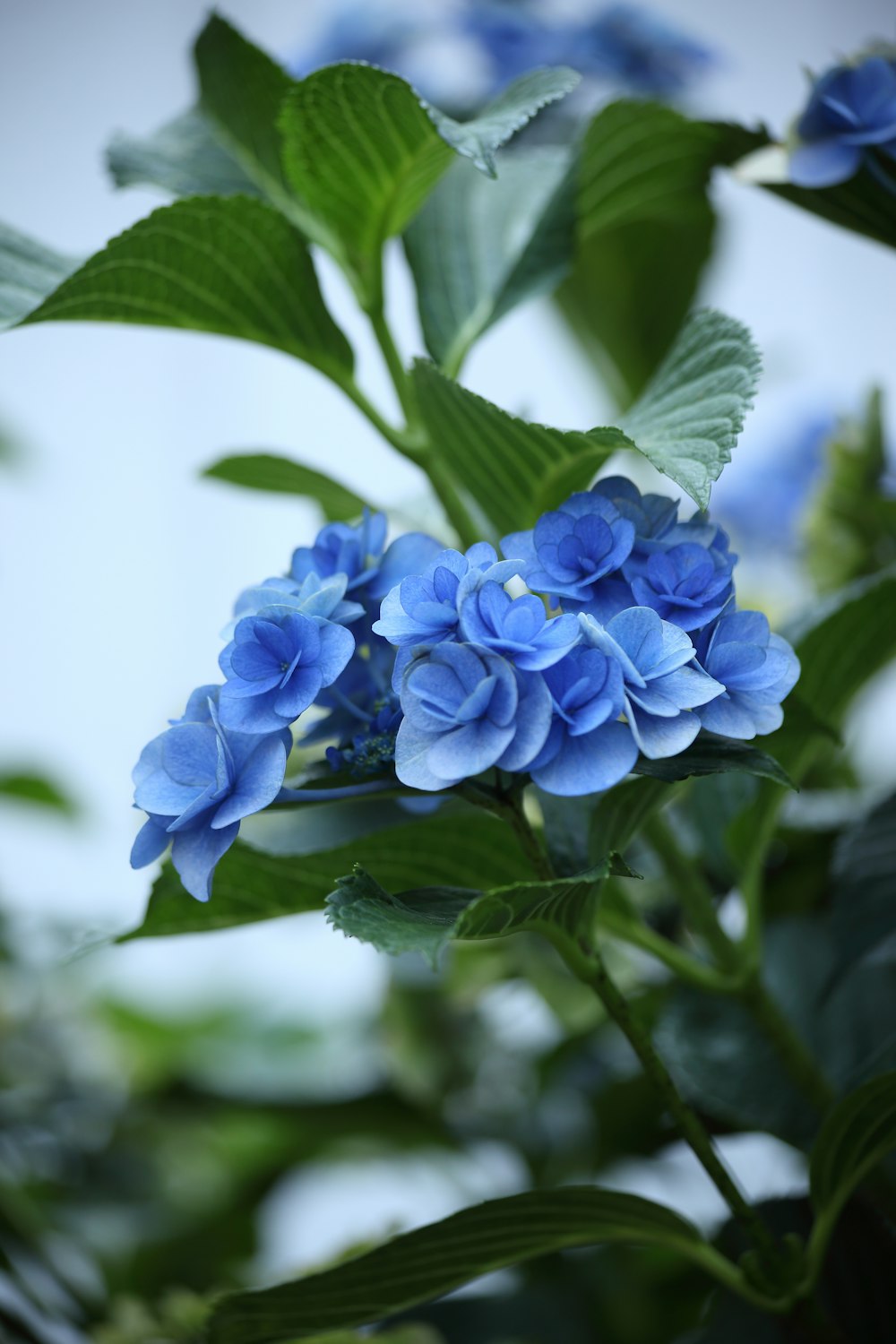 a close up of a blue flower with green leaves