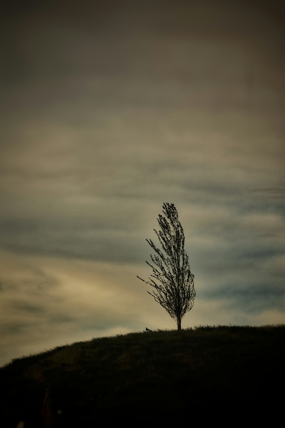 a lone tree on a hill under a cloudy sky