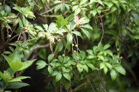 A healthy, vibrant plant with many green leaves and small round fruits or berries. There are some parts of the plant with tendrils. Among the green leaves, one leaf stands out as it is a lighter color with a slight pinkish tint.