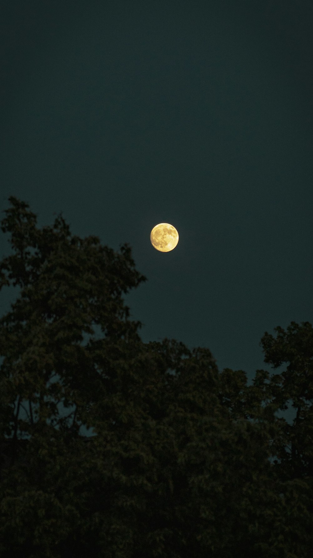 a full moon is seen through the trees