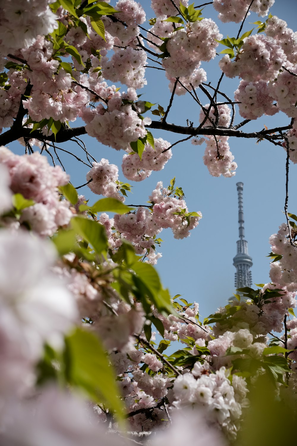 a cherry blossom tree with a television tower in the background