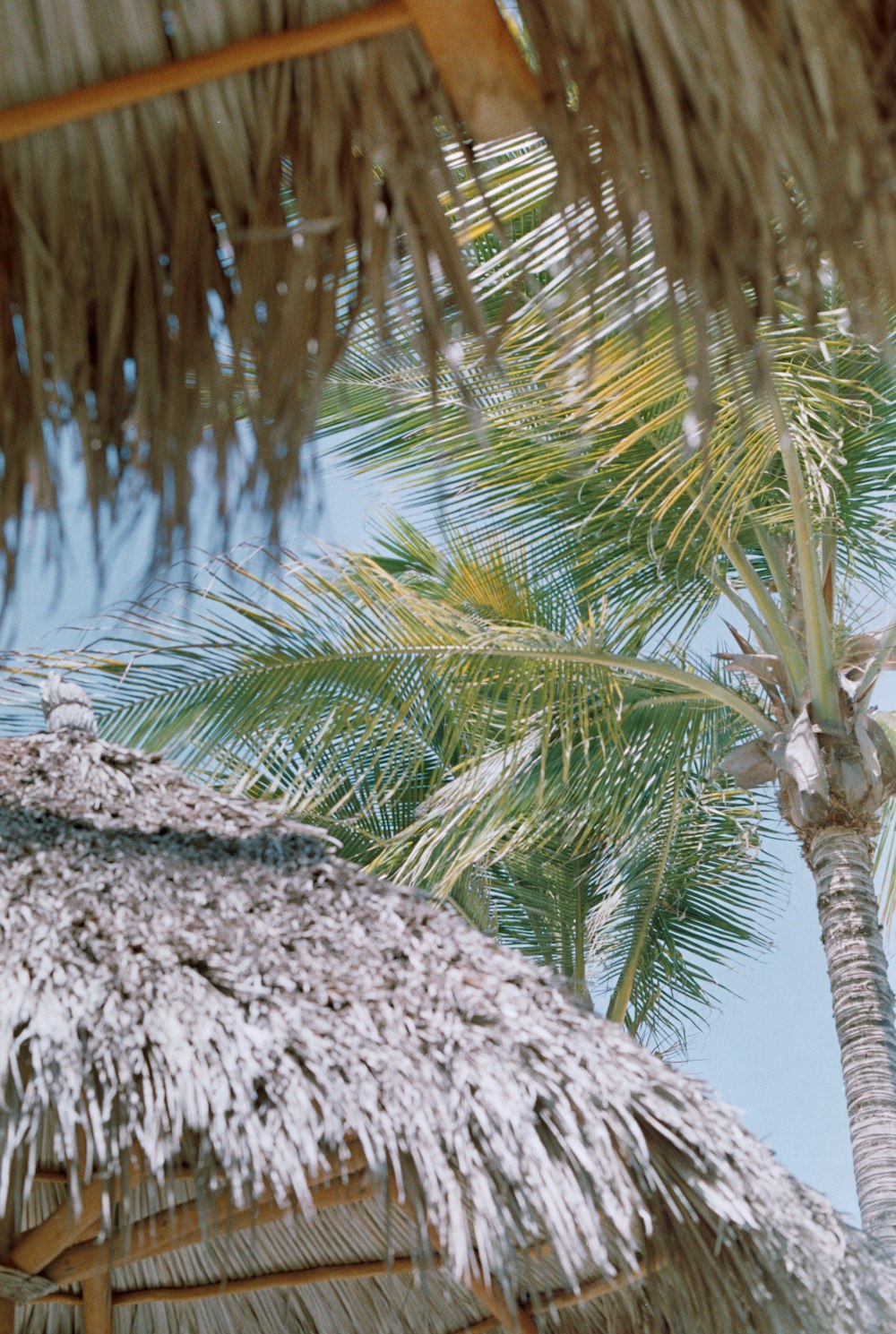a view of a palm tree and a thatched roof