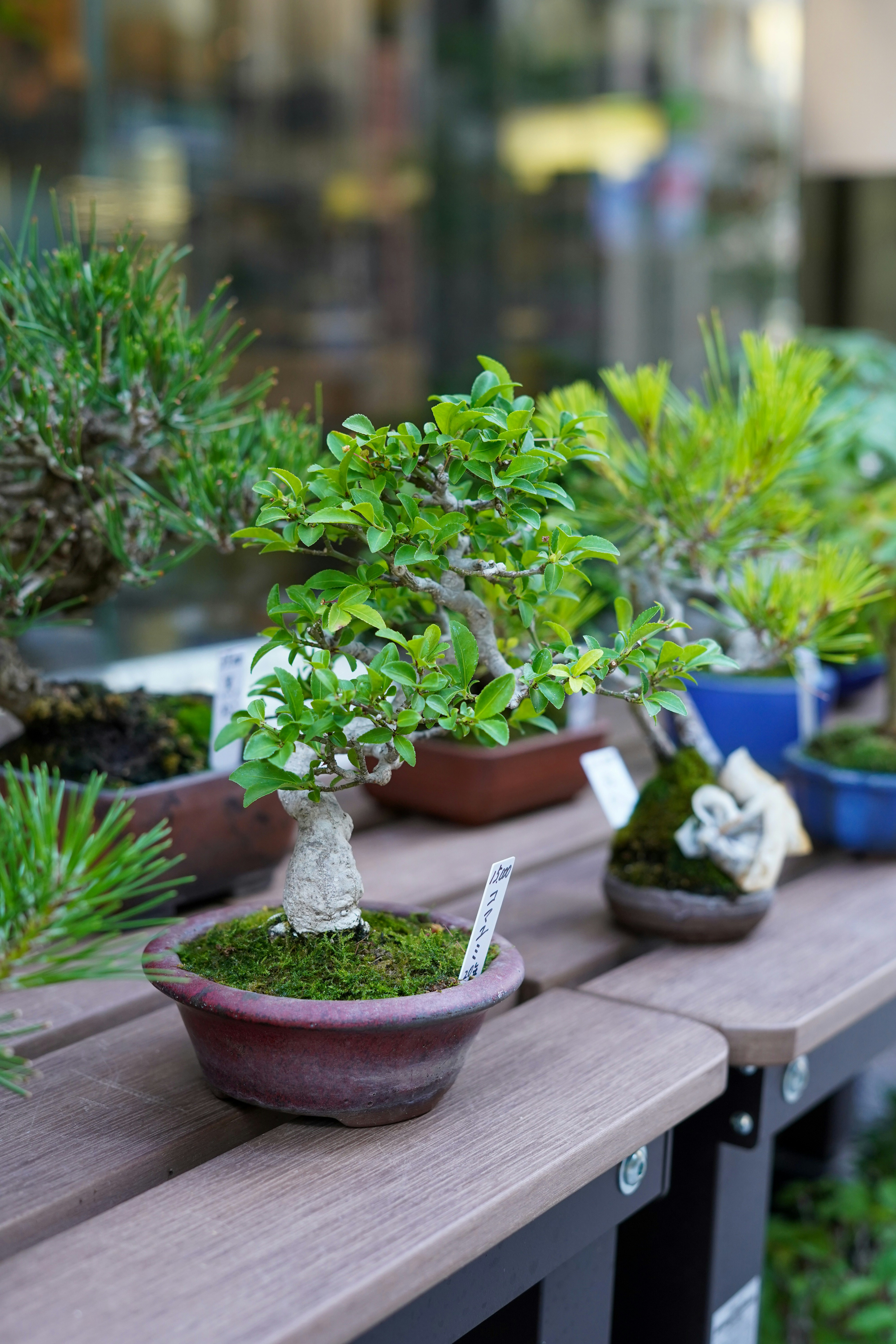 A close-up of a Ficus microcarpa bonsai tree with green leaves and a thick trunk in a brown pot. 