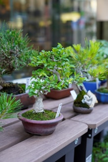a row of bonsai trees sitting on top of a wooden table
