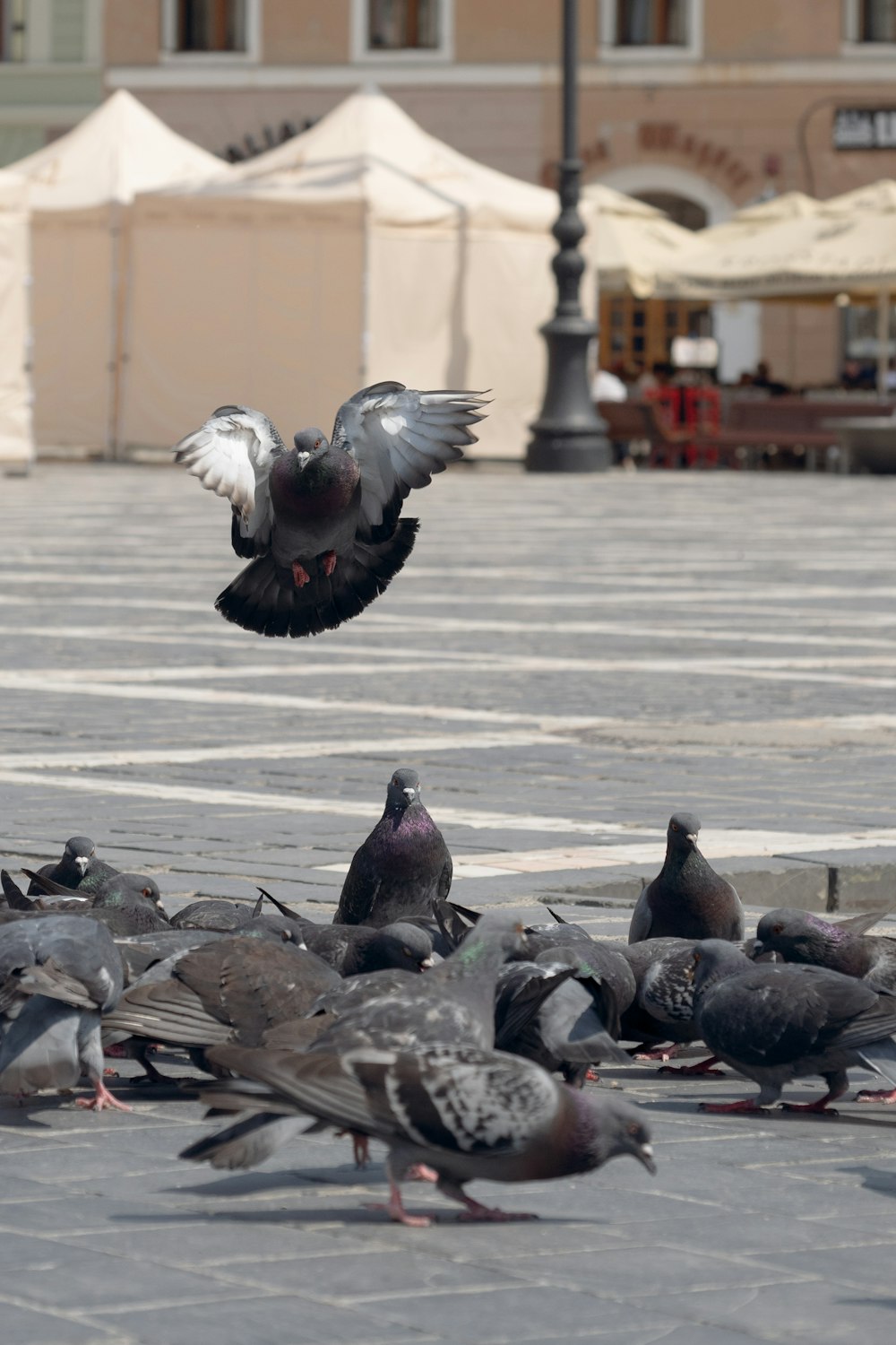 a flock of birds standing on top of a street