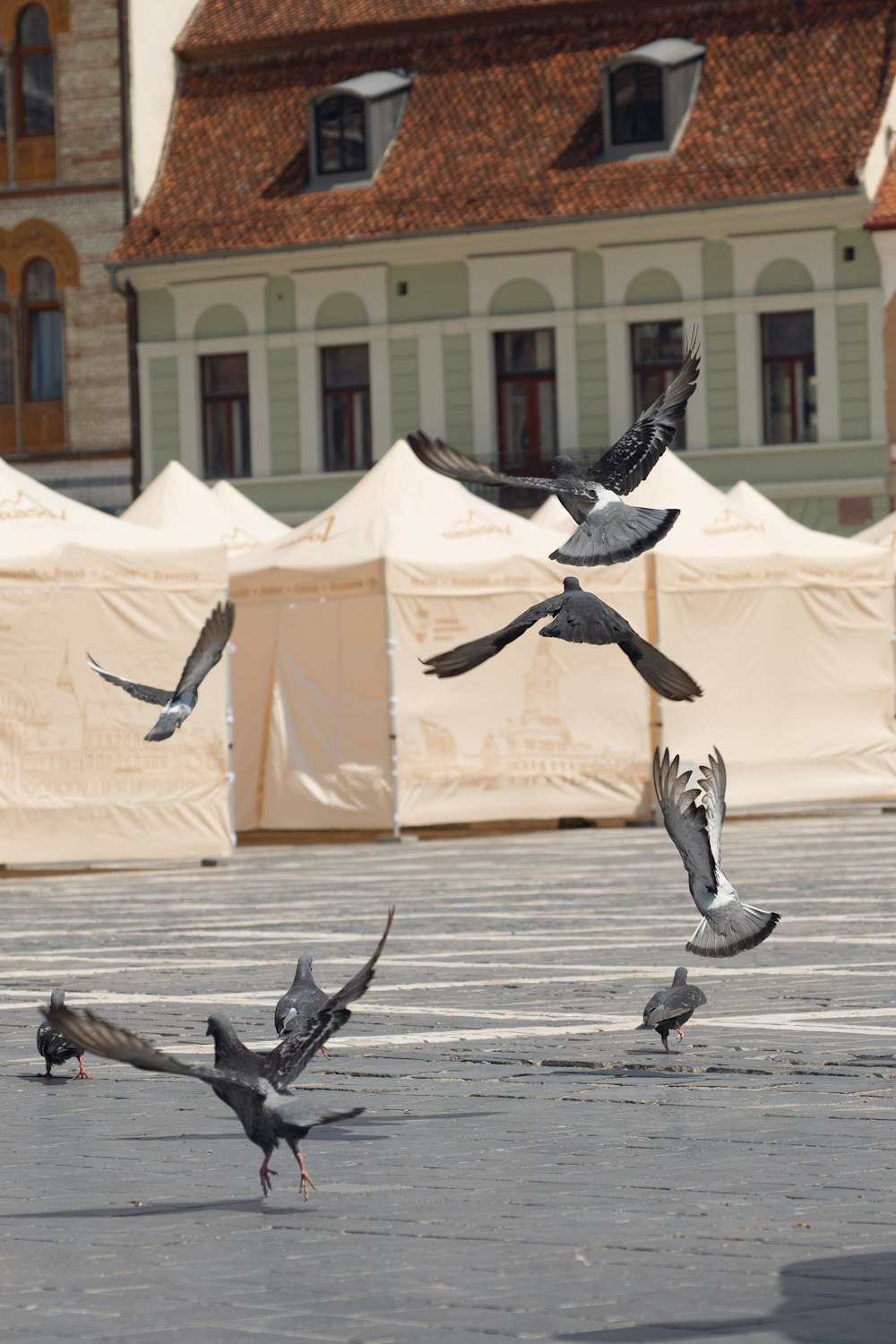 a flock of birds flying over a parking lot