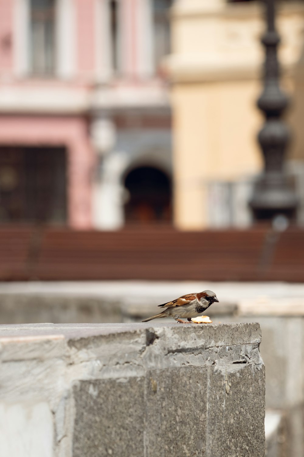 a couple of birds sitting on top of a cement wall