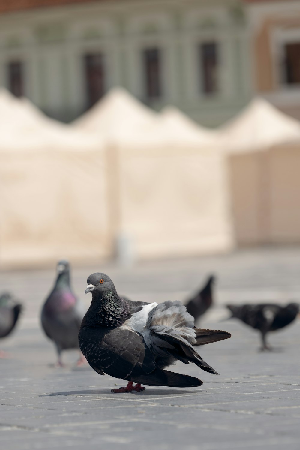 a flock of birds standing on top of a sidewalk