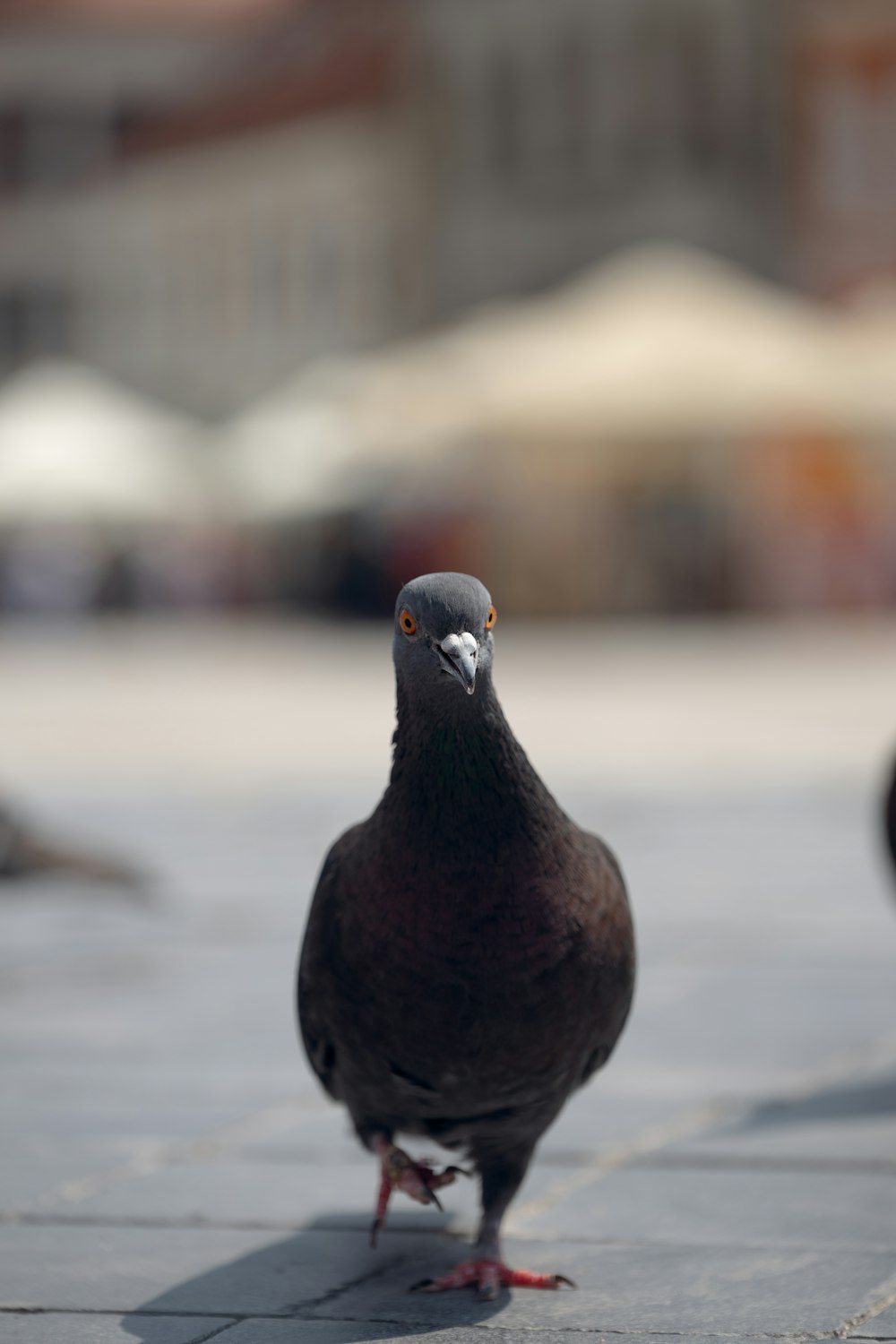 a pigeon is standing on a brick sidewalk