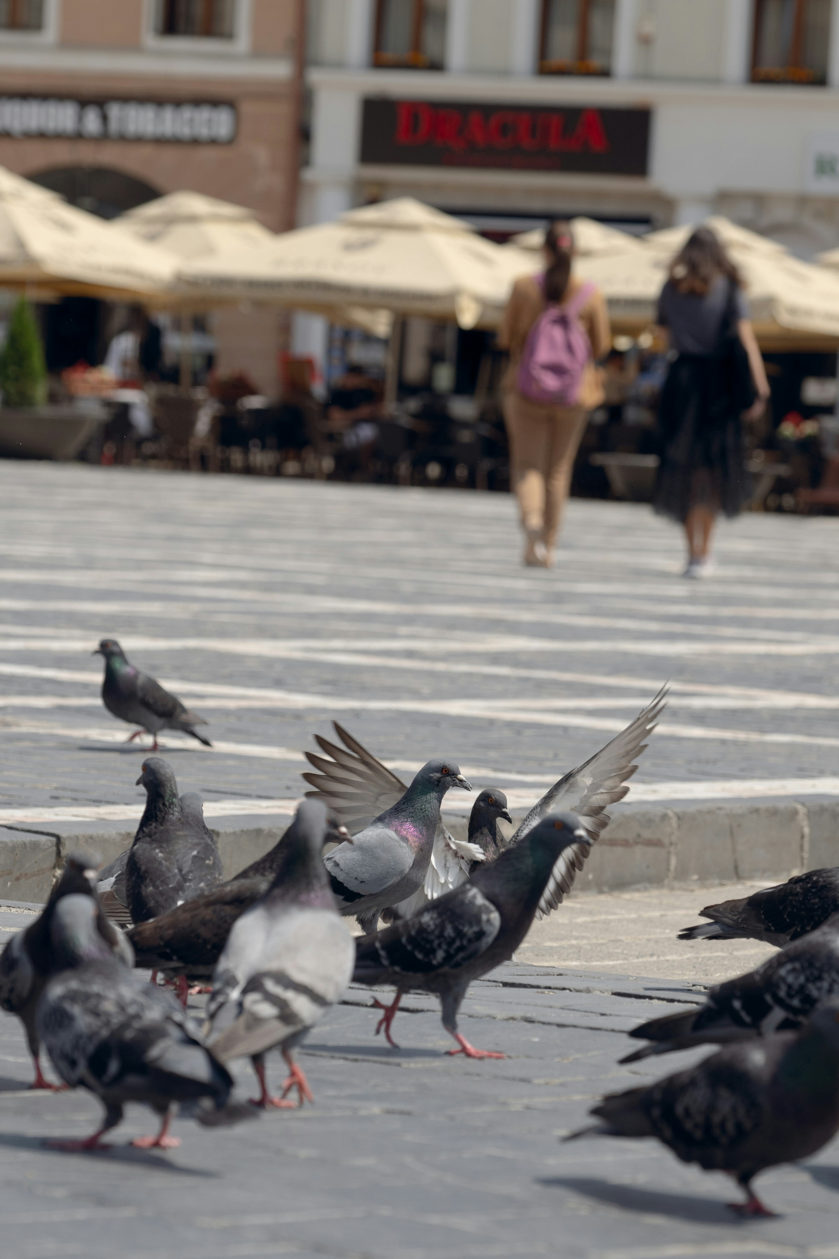 Les Pigeons Parisiens : Un Symbole de la Ville Lumière