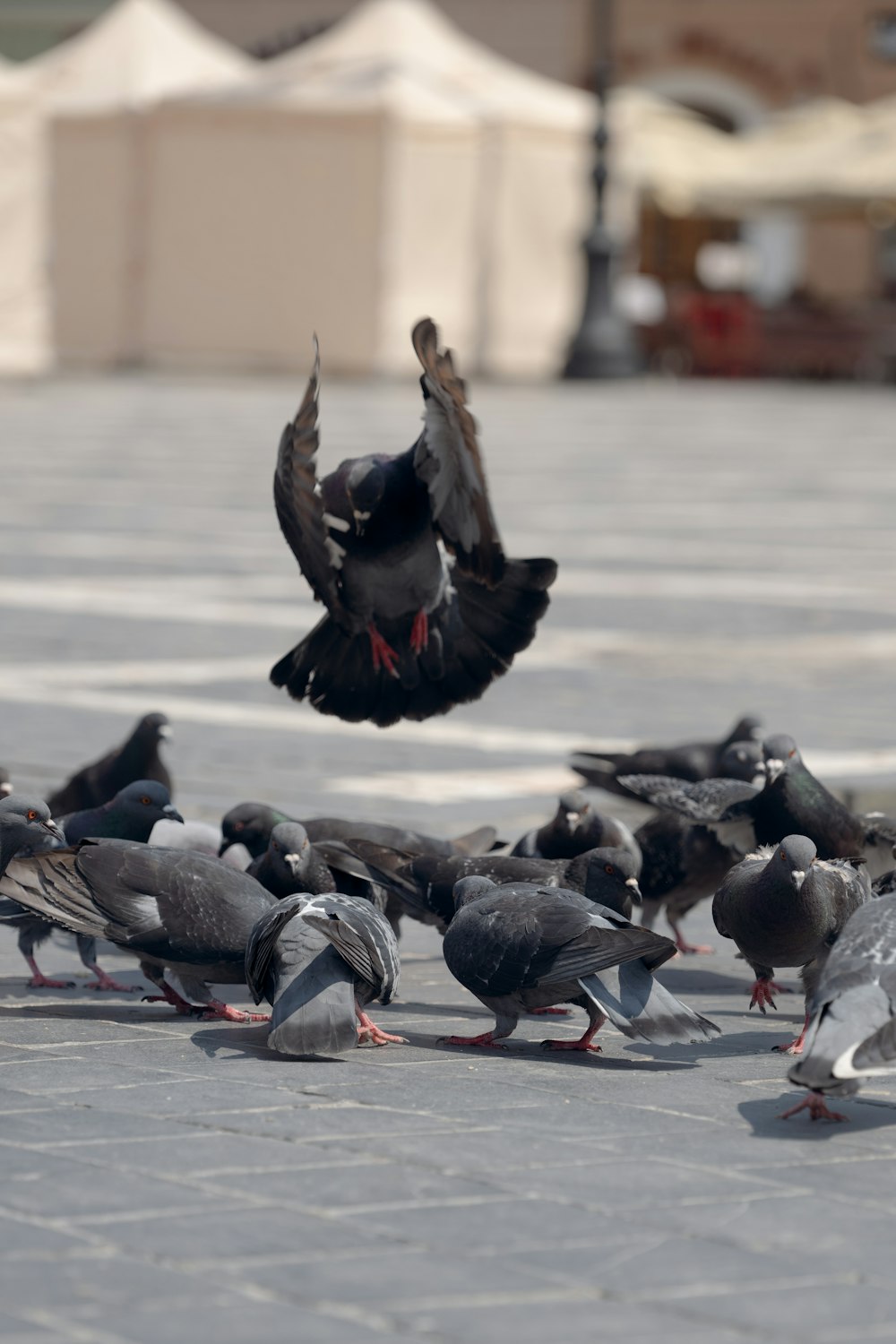 a flock of birds standing on top of a street