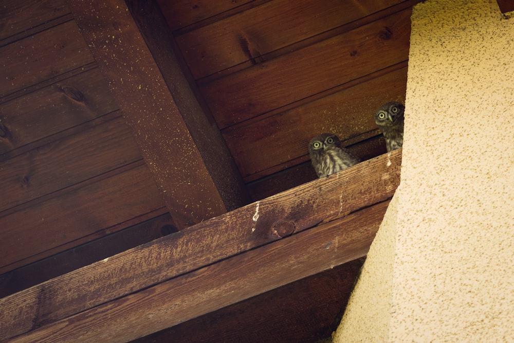a couple of owls sitting on top of a wooden roof