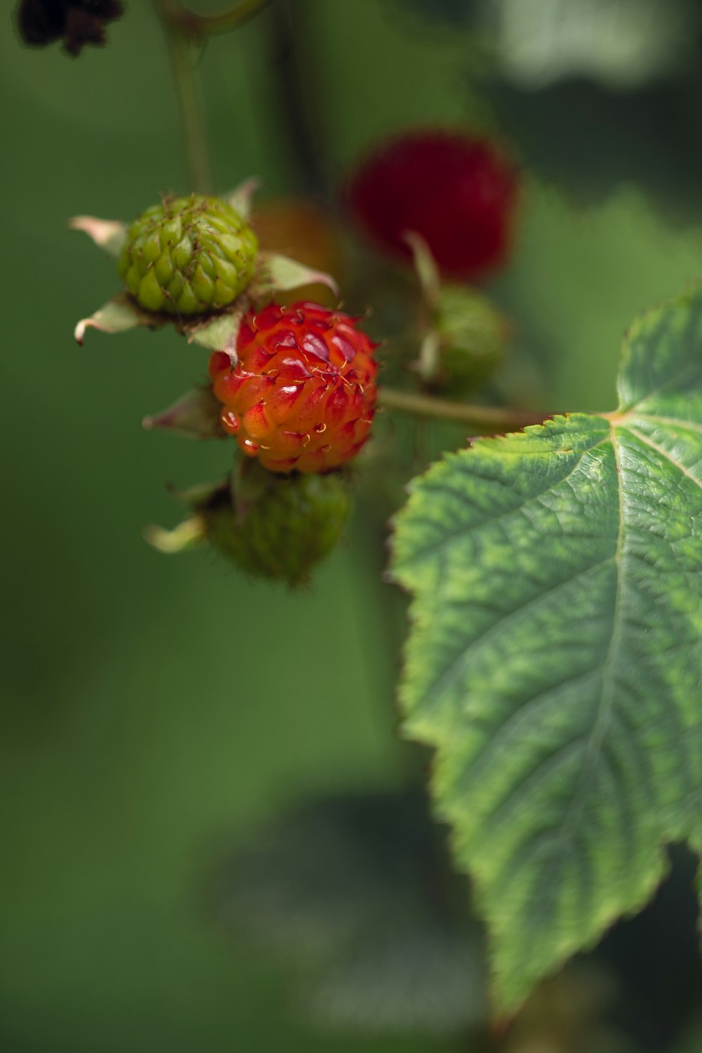 a close up of a raspberry on a branch with leaves