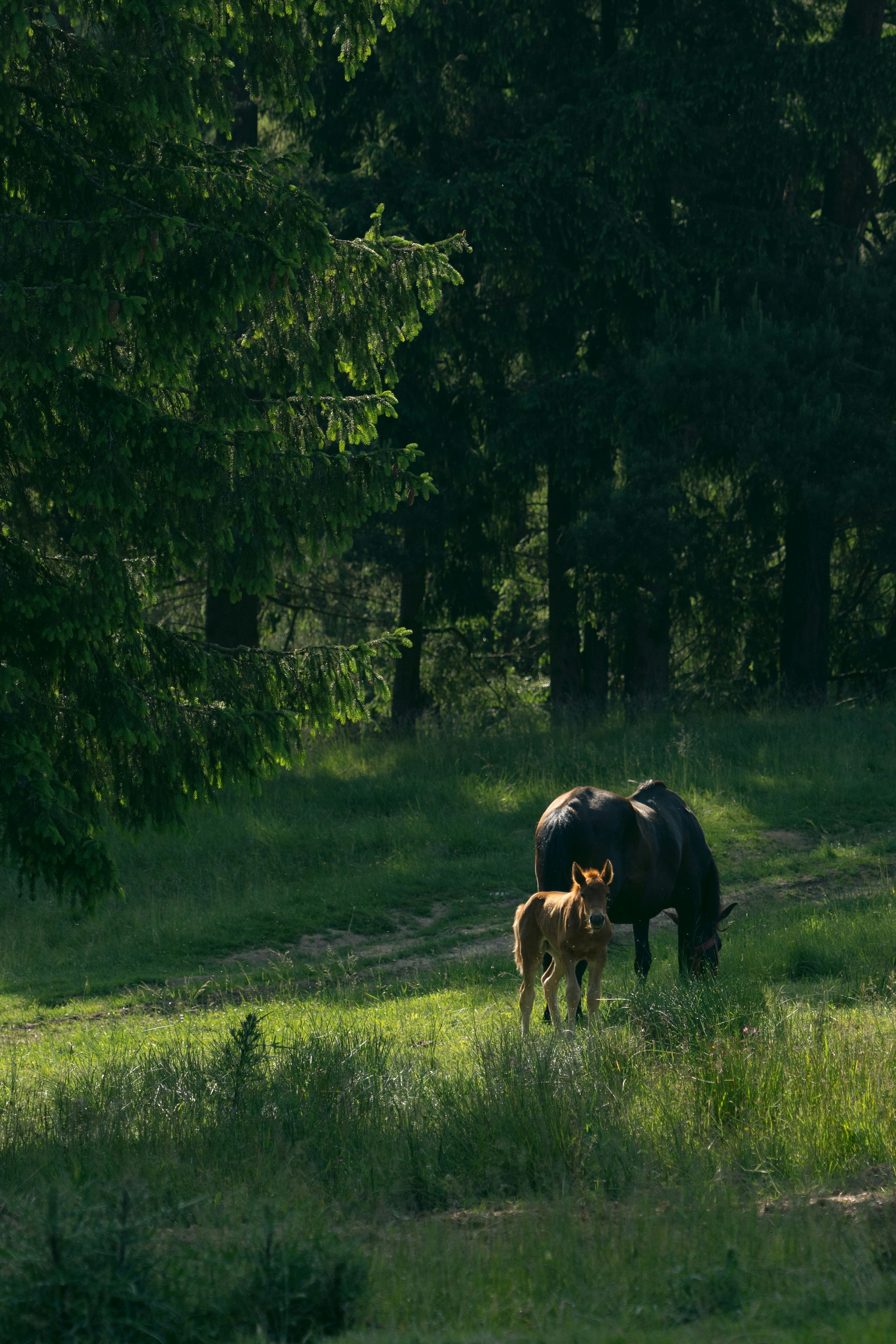 a mother rhino and her baby grazing in a field