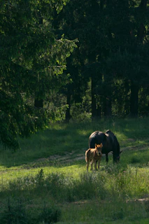 A peaceful paddock scene showing a young horse happily exploring new directions with calm guidance.