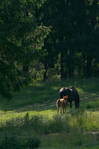 A serene paddock at Het Waterhof with a mare and foal grazing peacefully under soft morning light.