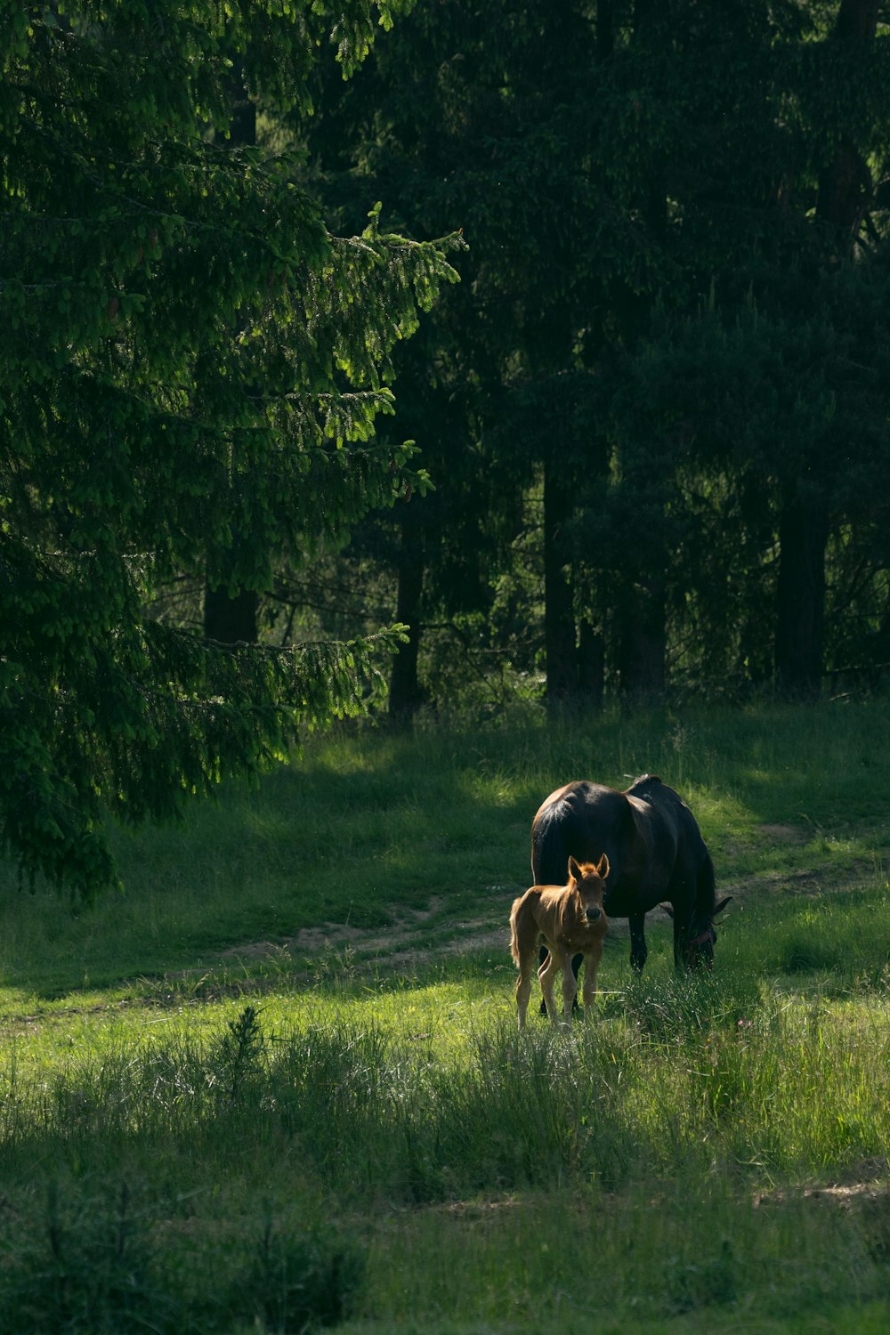 a mother rhino and her baby grazing in a field