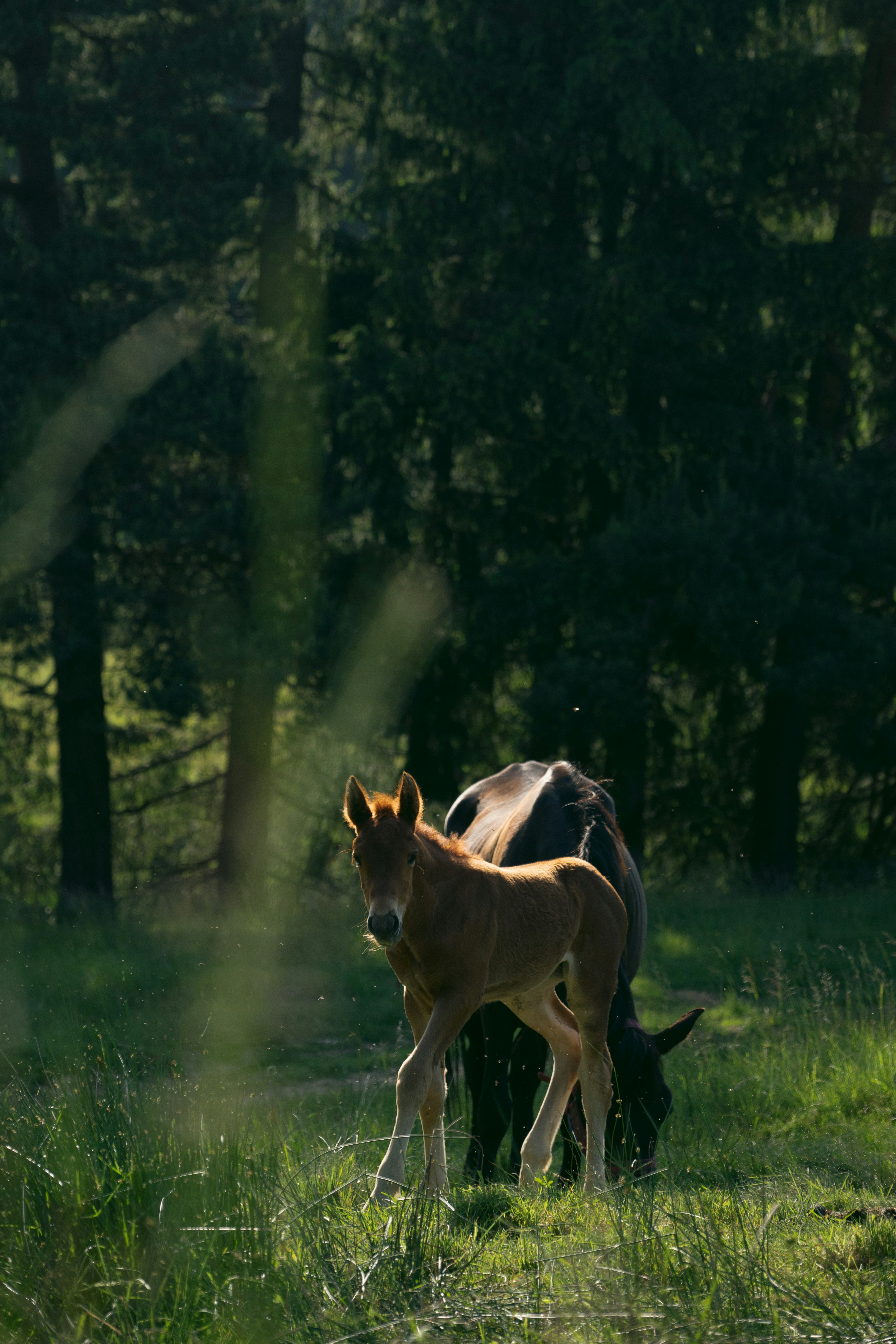 a couple of horses standing on top of a lush green field
