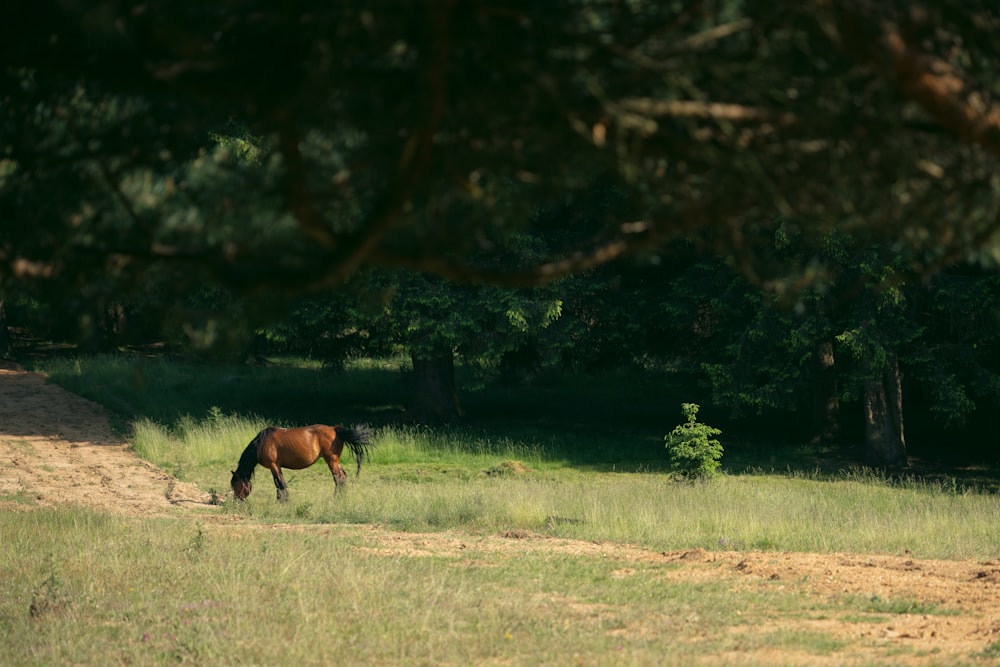 a brown horse standing on top of a lush green field