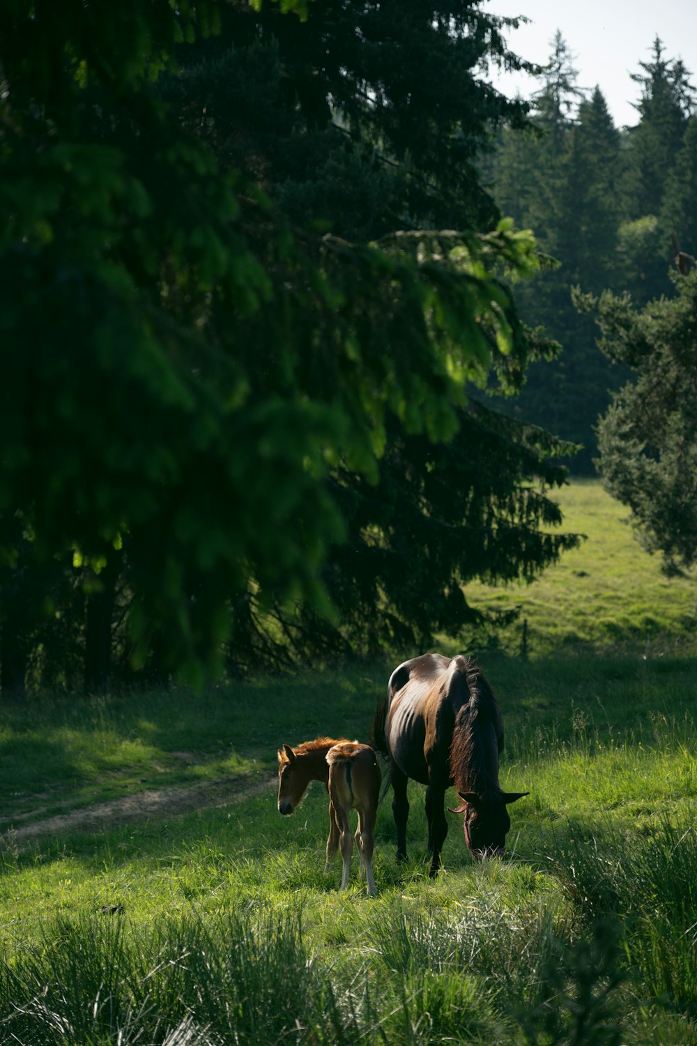 a horse and a foal grazing in a field