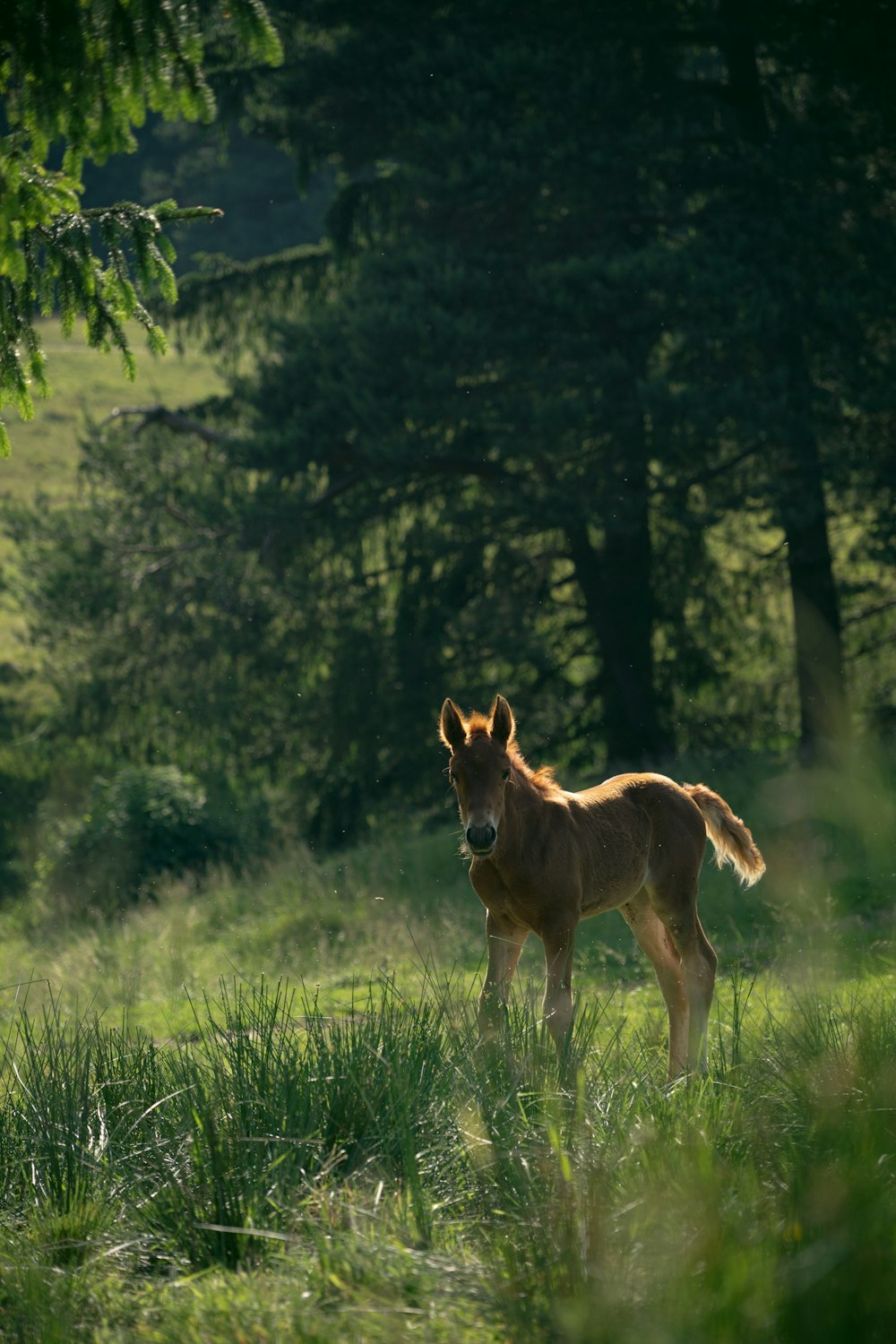 a brown horse standing in a lush green field