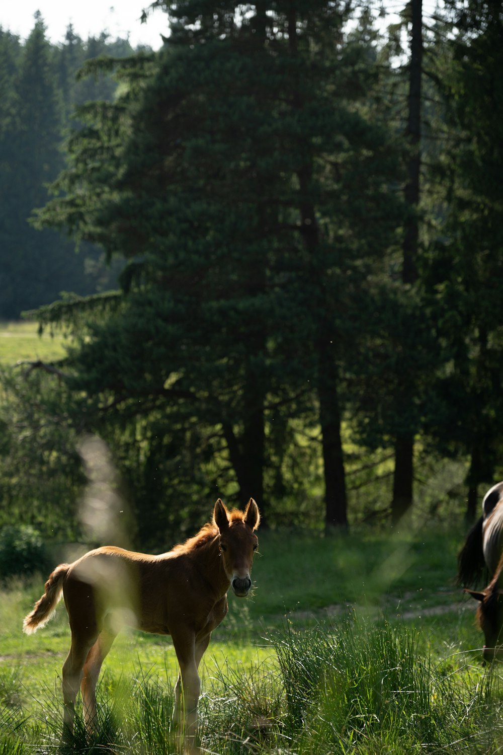 a couple of horses standing on top of a lush green field