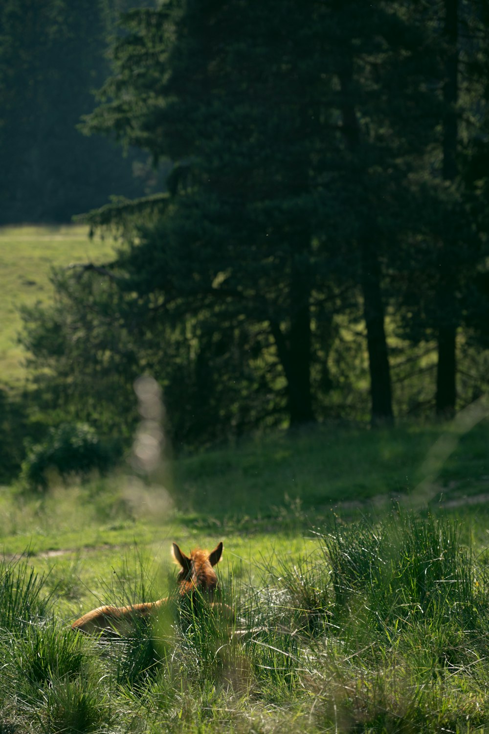 a fox laying in the grass in a forest