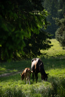 a mother cow and her calf grazing in a field