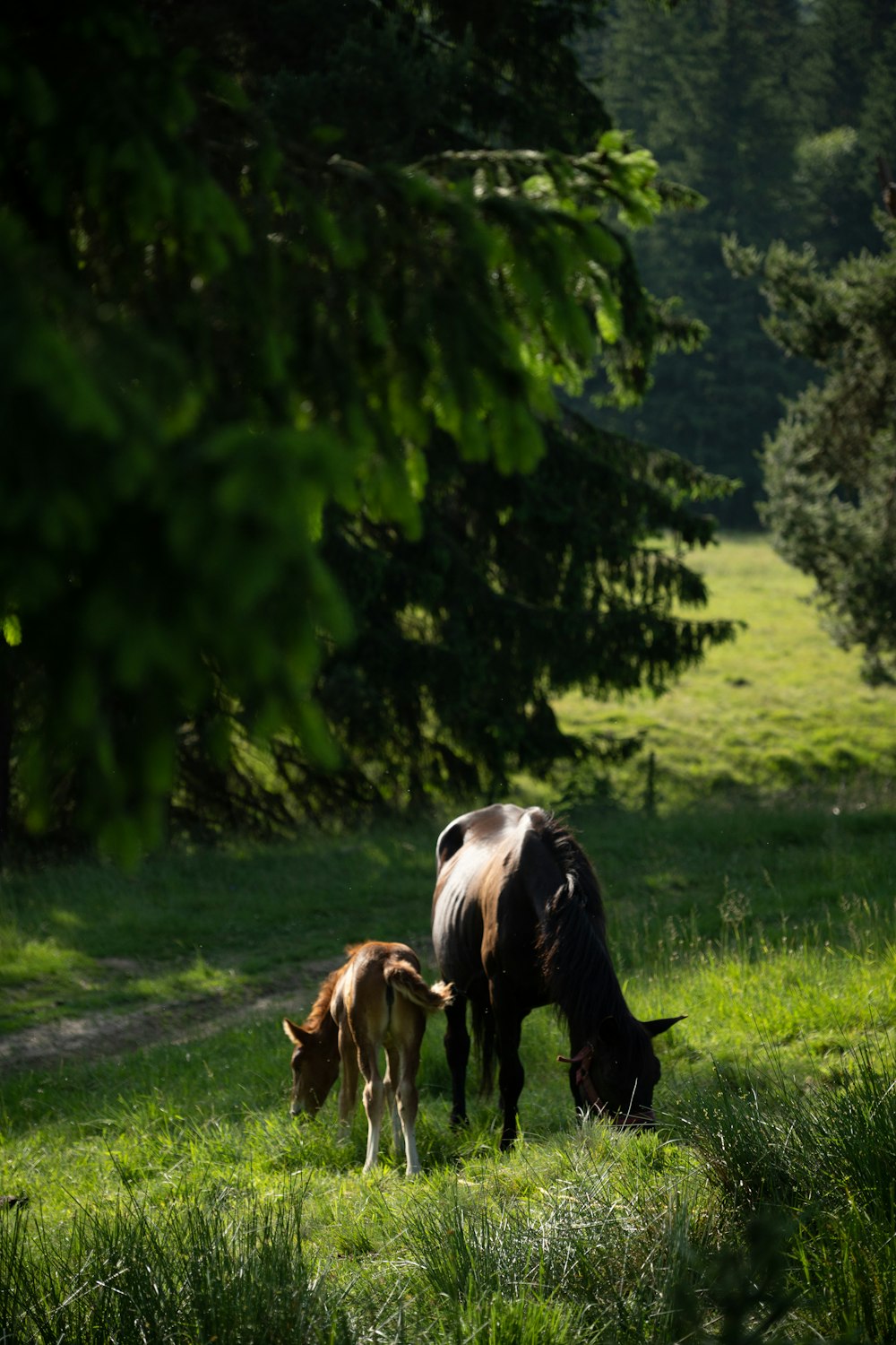 a mother cow and her calf grazing in a field