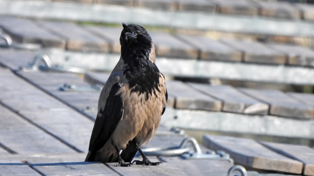 a bird sitting on top of a wooden bench