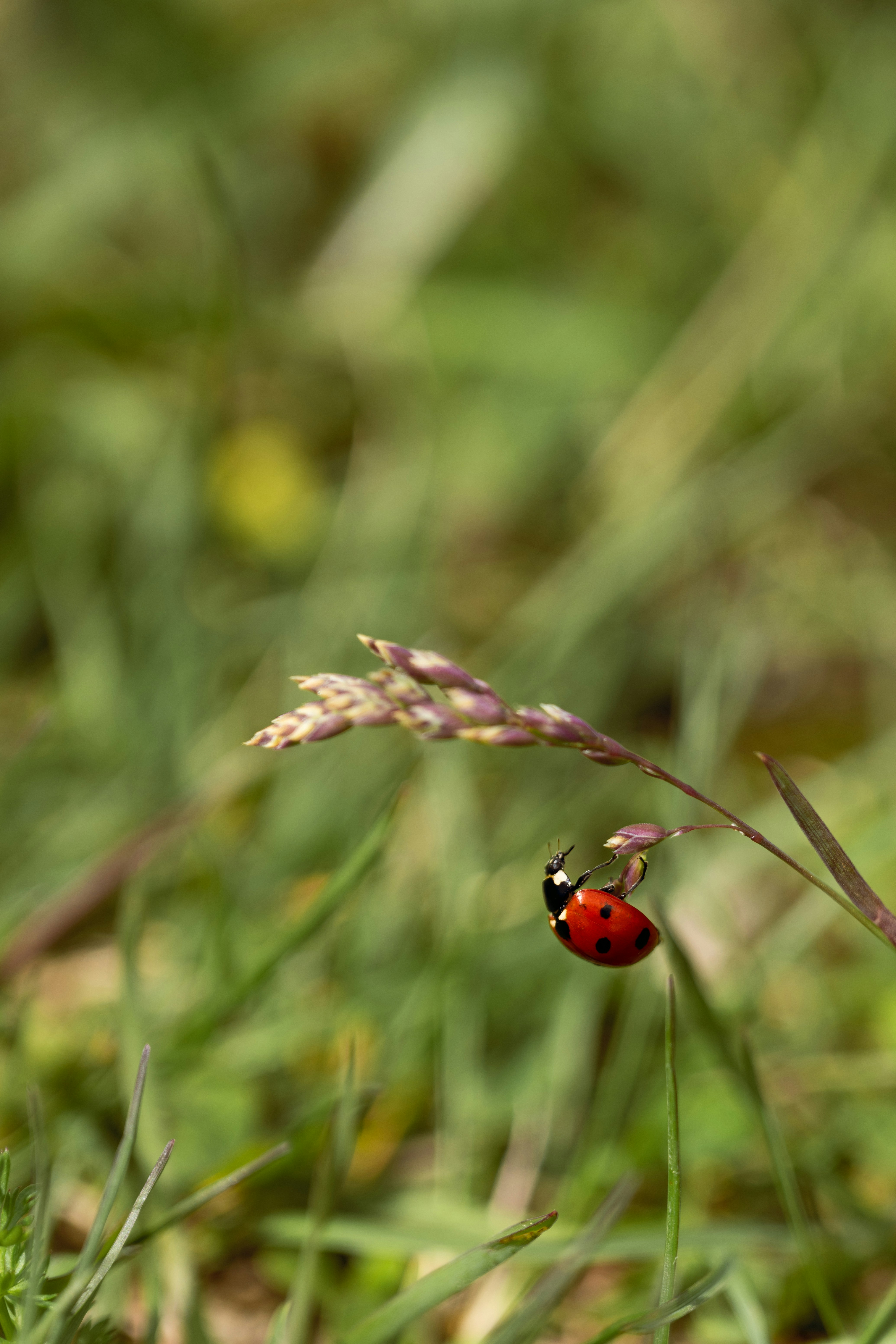 ladybug wallpaper aesthetic, wallpaper, Ladybug Crafts for Adults: Creative Ideas & Projects 2