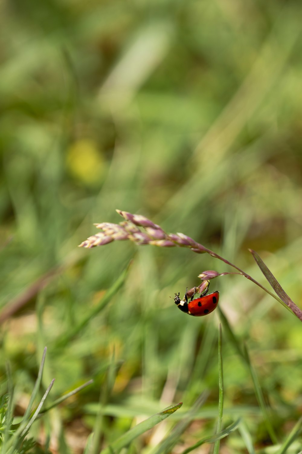 a lady bug sitting on top of a green grass covered field