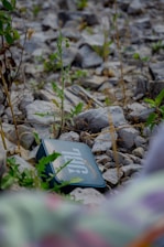 A JBL speaker is placed on rocky ground surrounded by small green plants and weeds.
