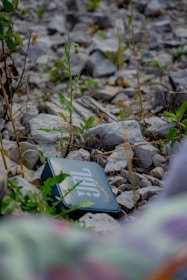 A JBL speaker is placed on rocky ground surrounded by small green plants and weeds.