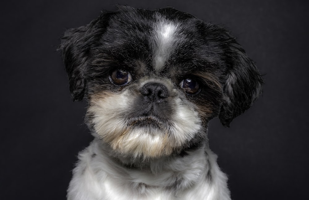 a black and white dog with a sad look on its face