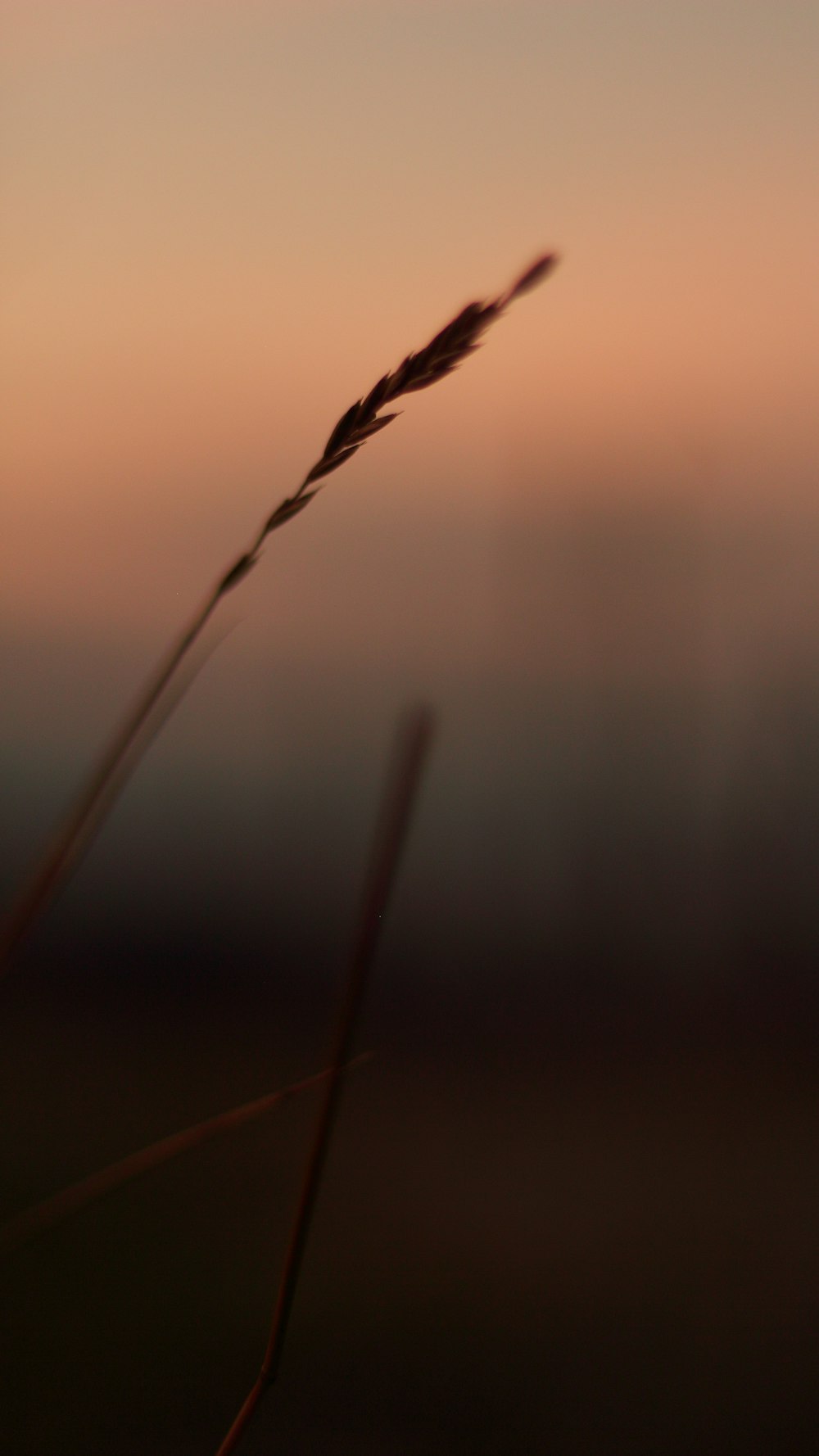 a close up of a plant with a sky in the background