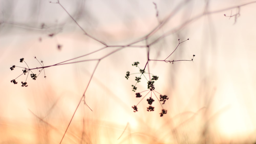 a close up of a plant with a sky in the background