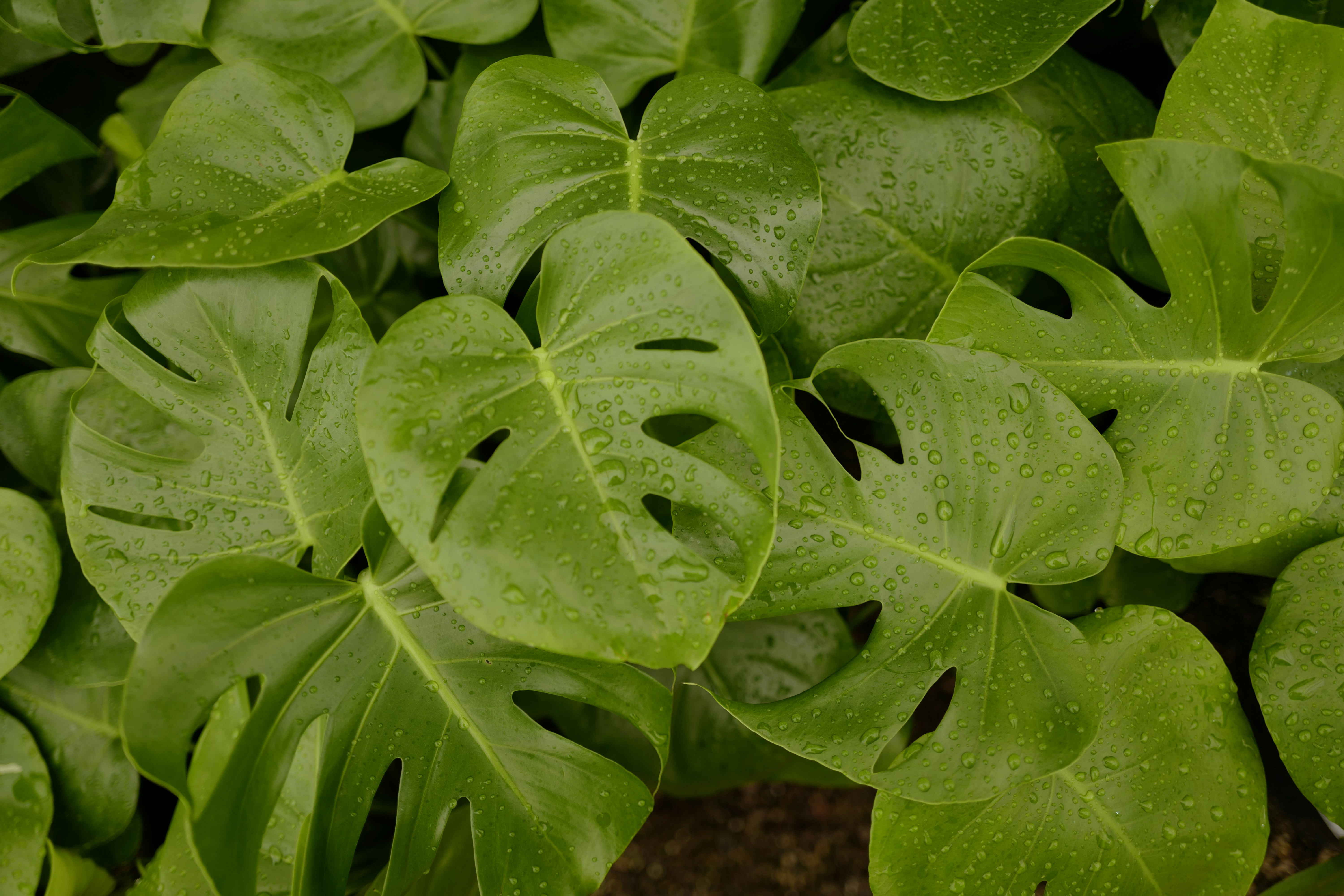 un primer plano de una planta frondosa con gotas de agua