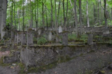 Close-up of a natural grave covered with moss and small ferns in a quiet forest setting