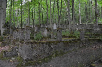 Close-up of a natural grave covered with moss and small ferns in a quiet forest setting