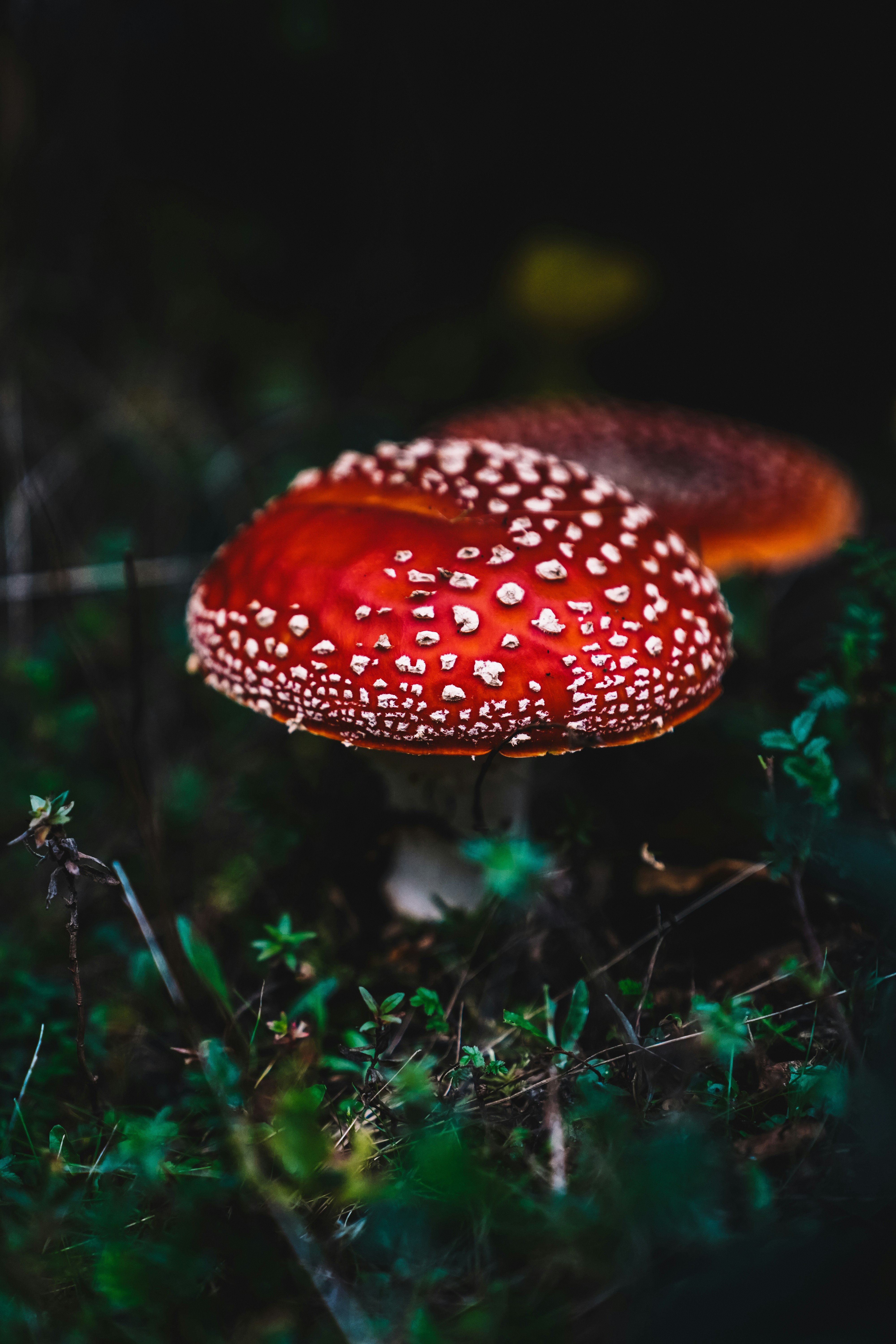 a close up of a mushroom on the ground