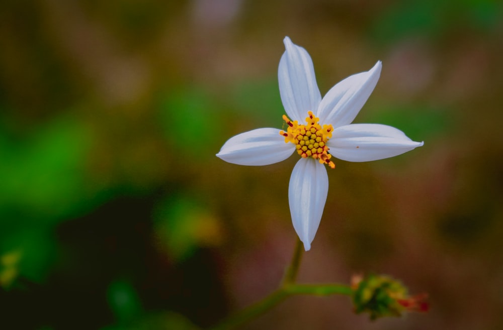 a close up of a flower with a blurry background