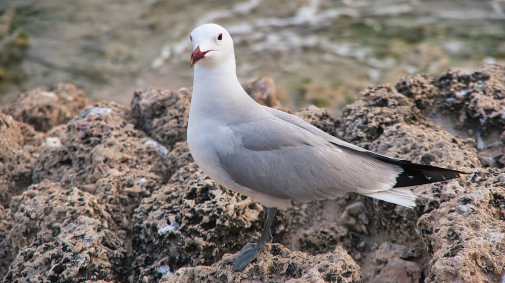 a seagull is standing on a rocky beach